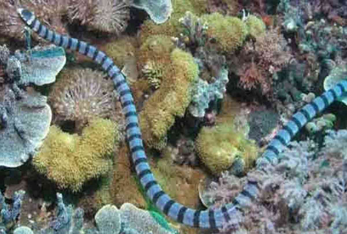 10 most poisonous snake in the world whom are responsile for your death in 20 seconds