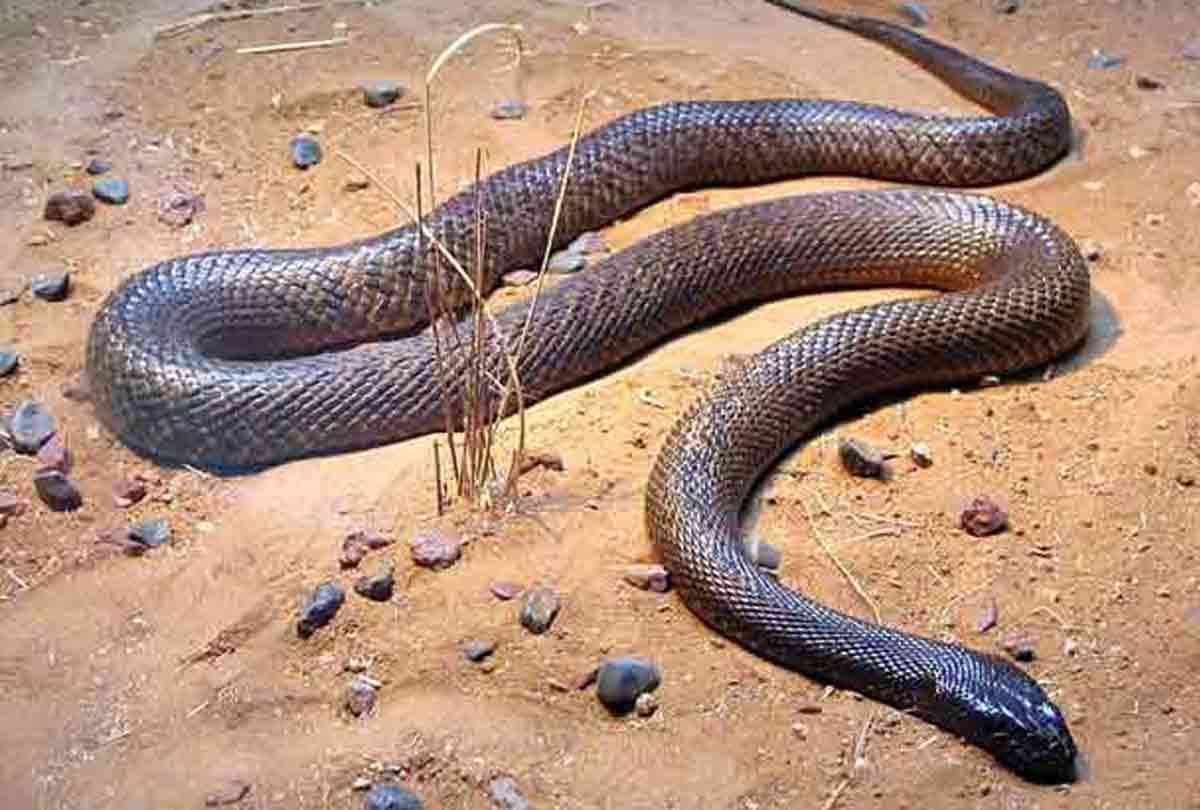 10 most poisonous snake in the world whom are responsile for your death in 20 seconds