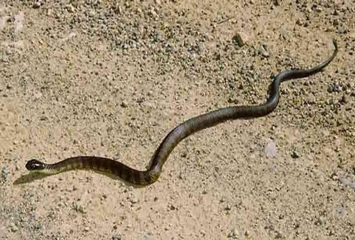 10 most poisonous snake in the world whom are responsile for your death in 20 seconds