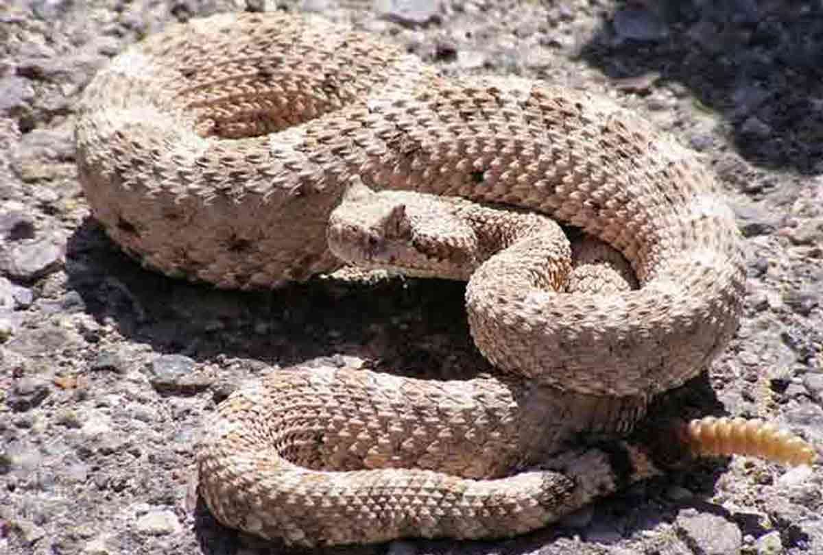10 most poisonous snake in the world whom are responsile for your death in 20 seconds