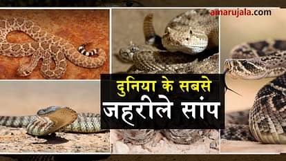 world venomous snakes