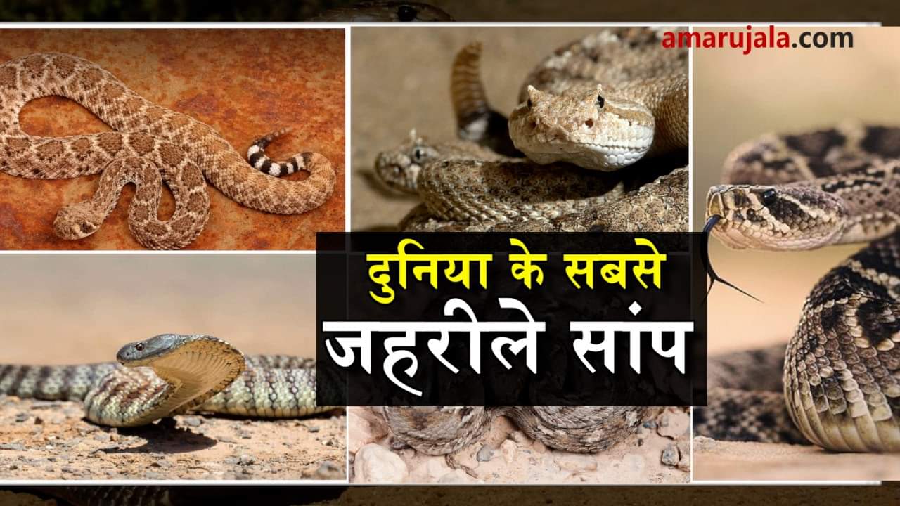 world venomous snakes