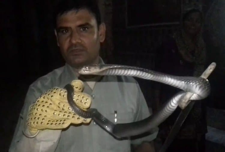 Chandigarh, World Snake Day, Snakeman of India Satish Kumar