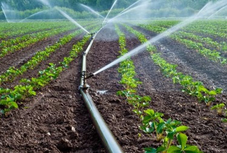budget available in the micro-irrigation scheme for 12 years has not been spent in haryana