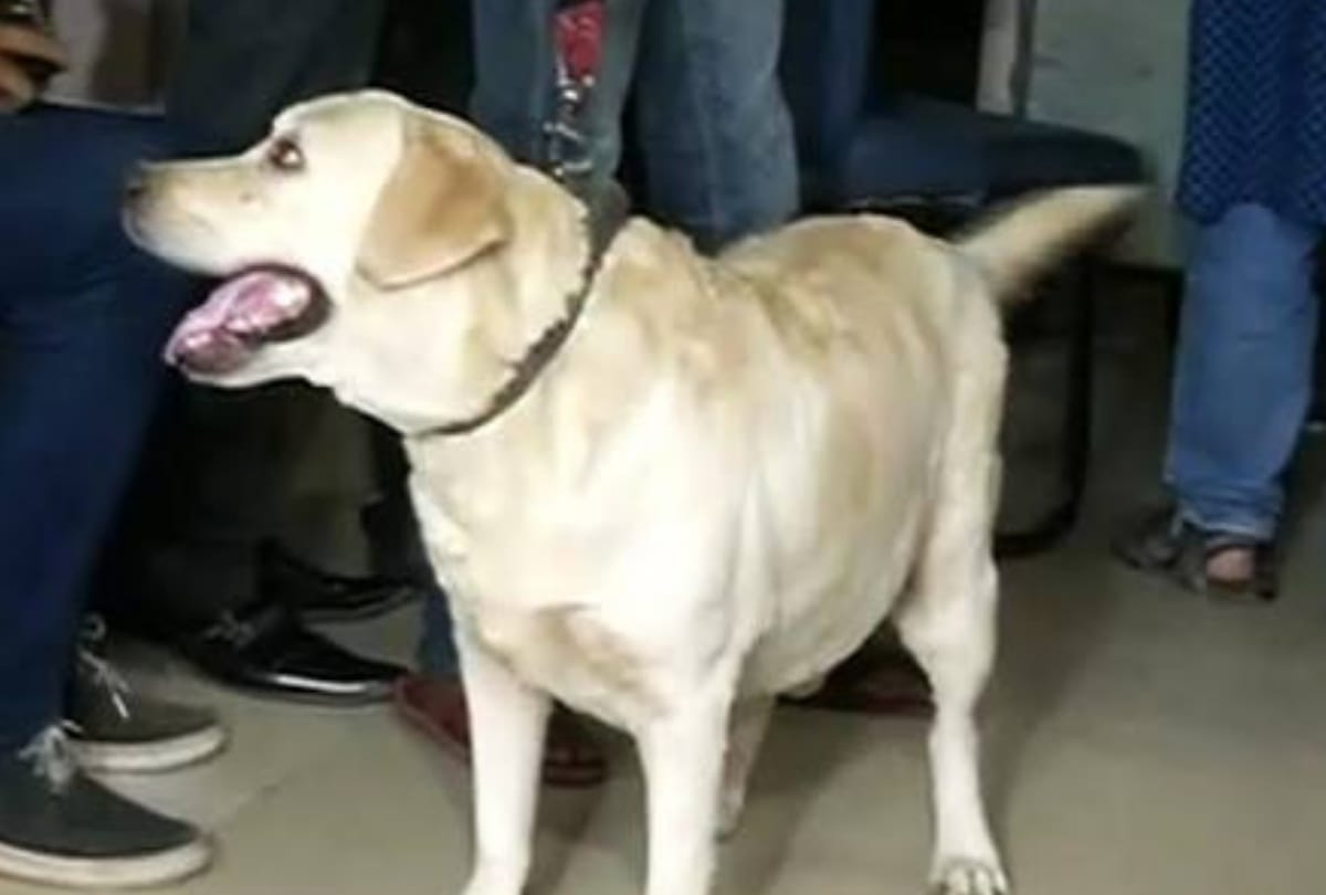 kejriwal ex minister somnath bharti dog don died once wife alleged don of attacking her