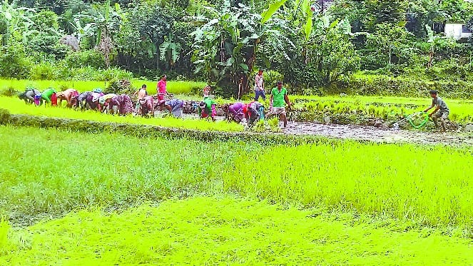 Where there is no water there is also the rice paddy