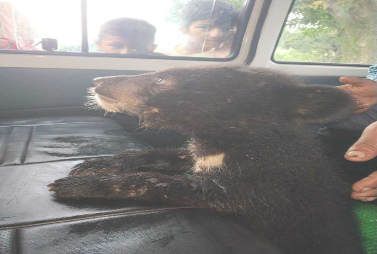 Family saved a Baby Bear from forest fire and feed for two months