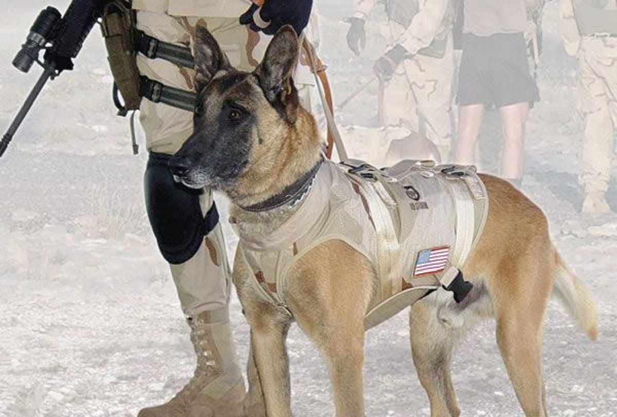 sniffer dogs could detect coronavirus in humans, new study