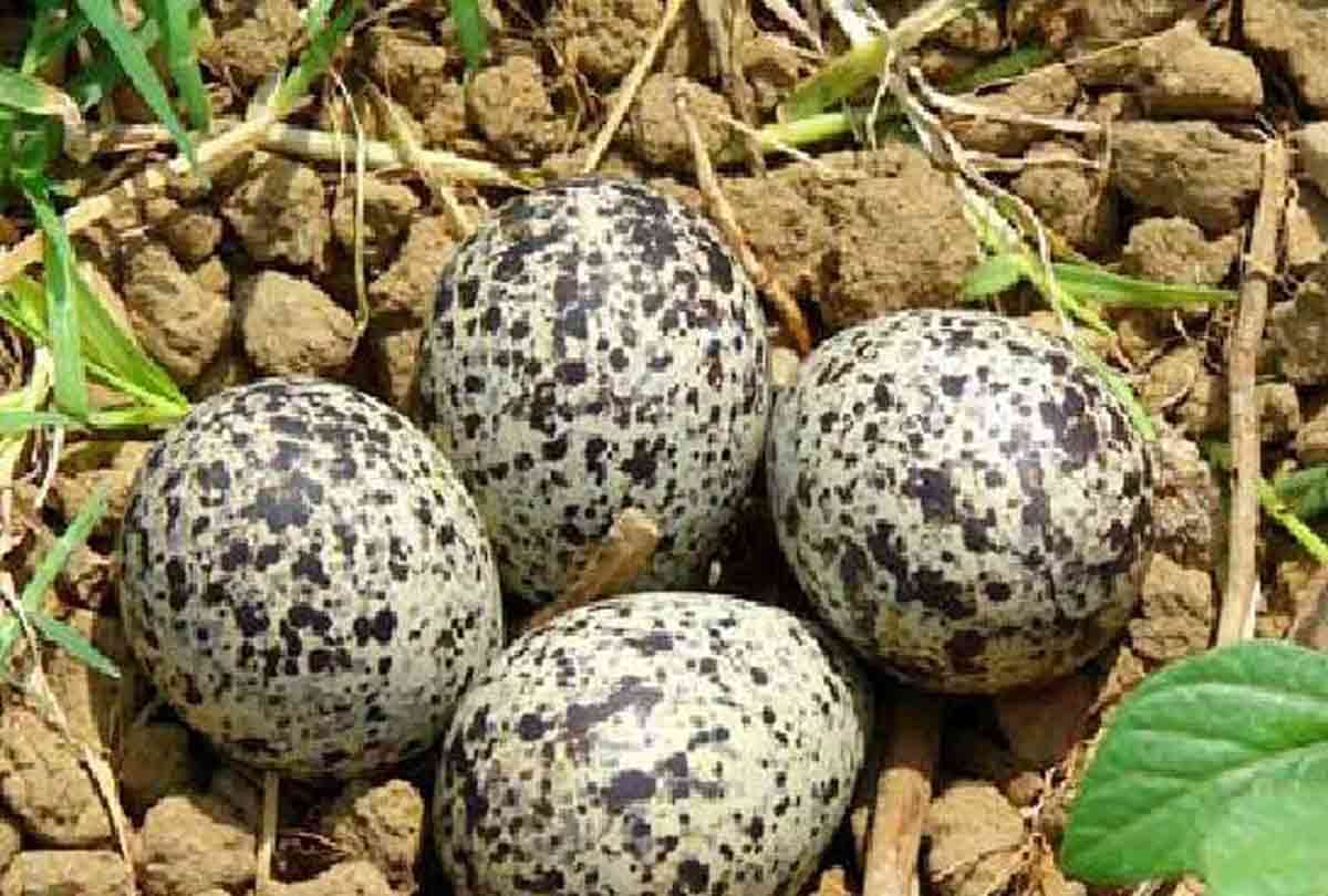 5 year old girl child broke the egg village people throw her out from home without food
