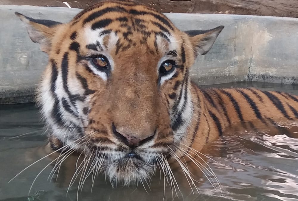 old tiger of lucknow zoo passes away.