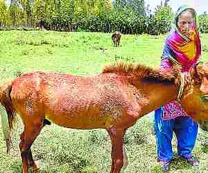 Horse found with Glanders