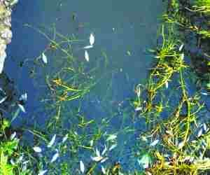 Fish dying due to polluted Gomti