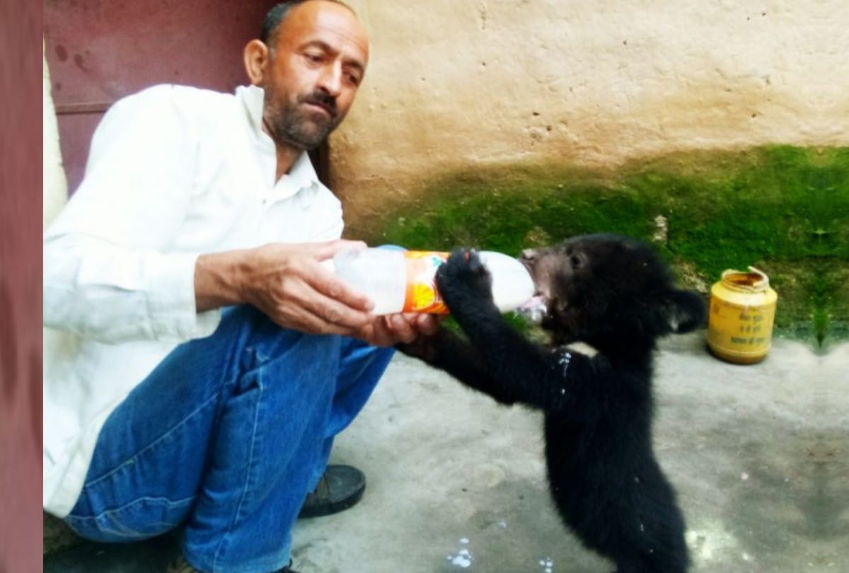 Family rescue Bear baby from forest fire in Chamba Himachal Pradesh