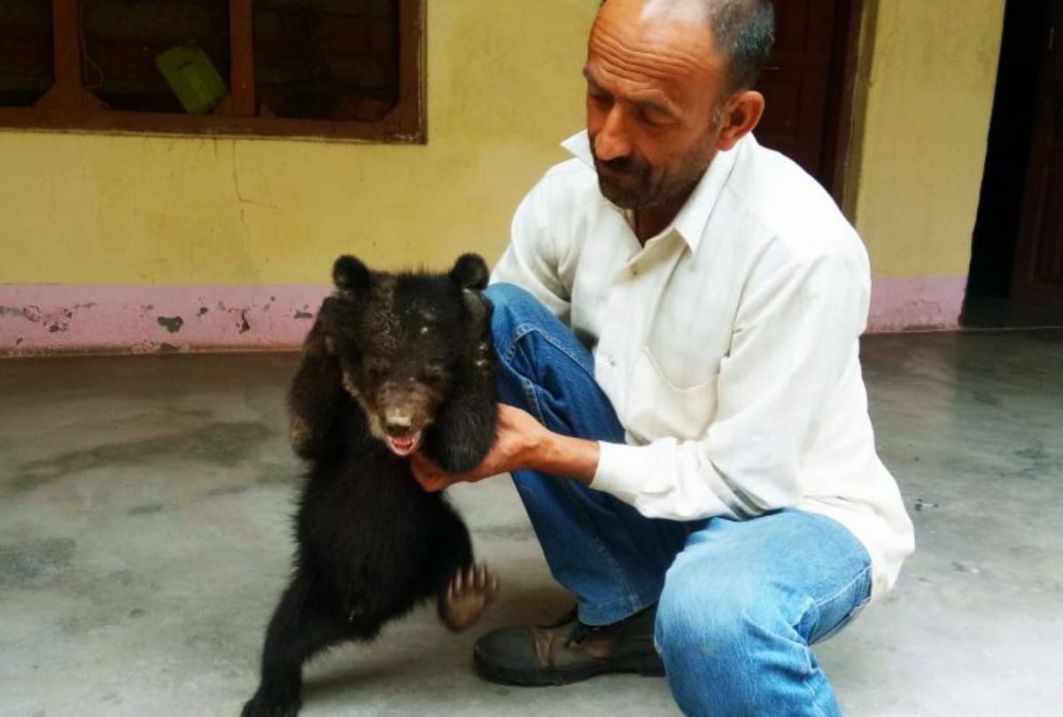 Family rescue Bear baby from forest fire in Chamba Himachal Pradesh