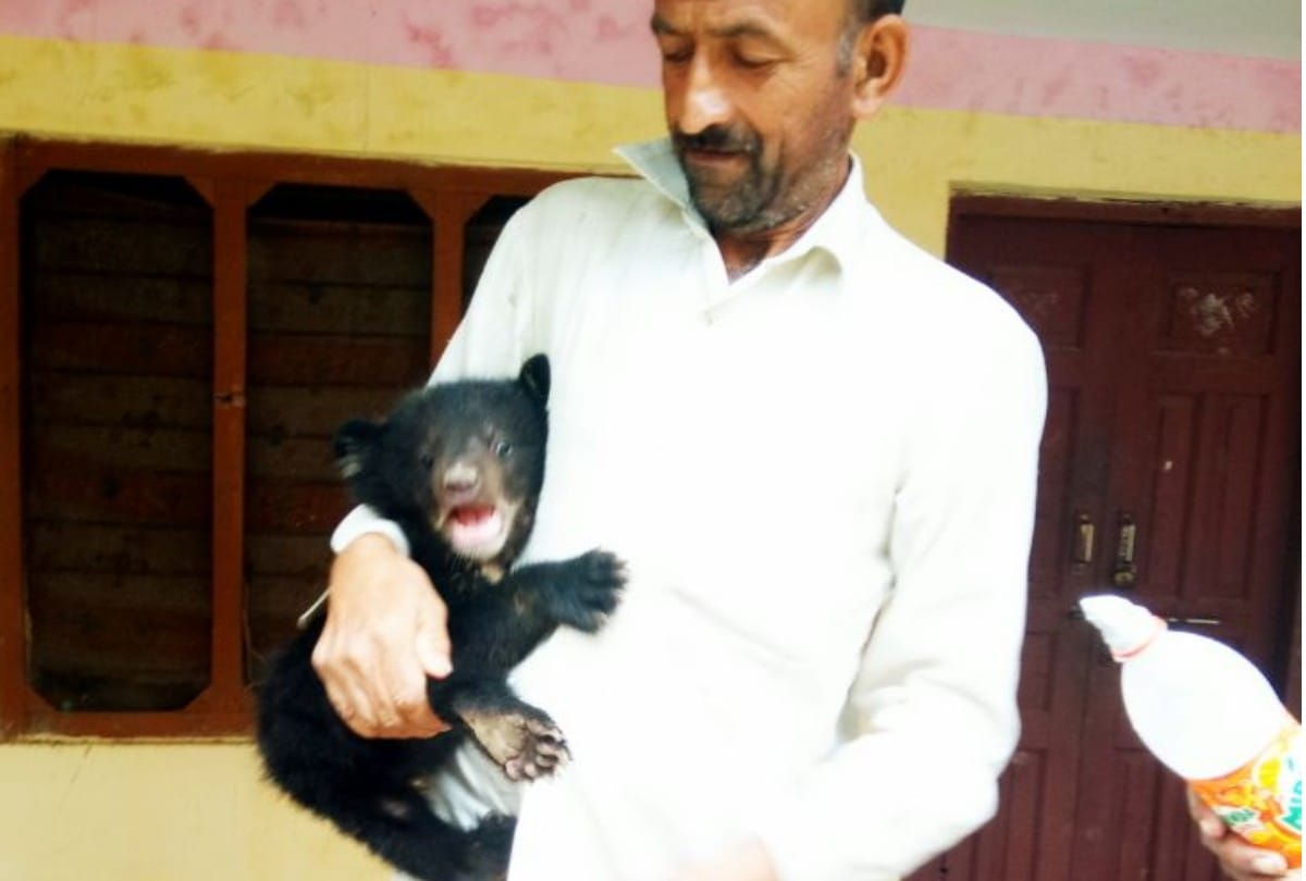 Family rescue Bear baby from forest fire in Chamba Himachal Pradesh