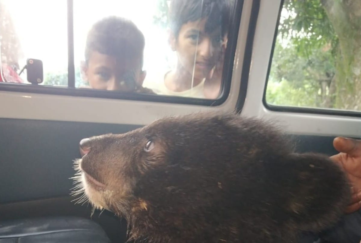 Family rescue Bear baby from forest fire in Chamba Himachal Pradesh