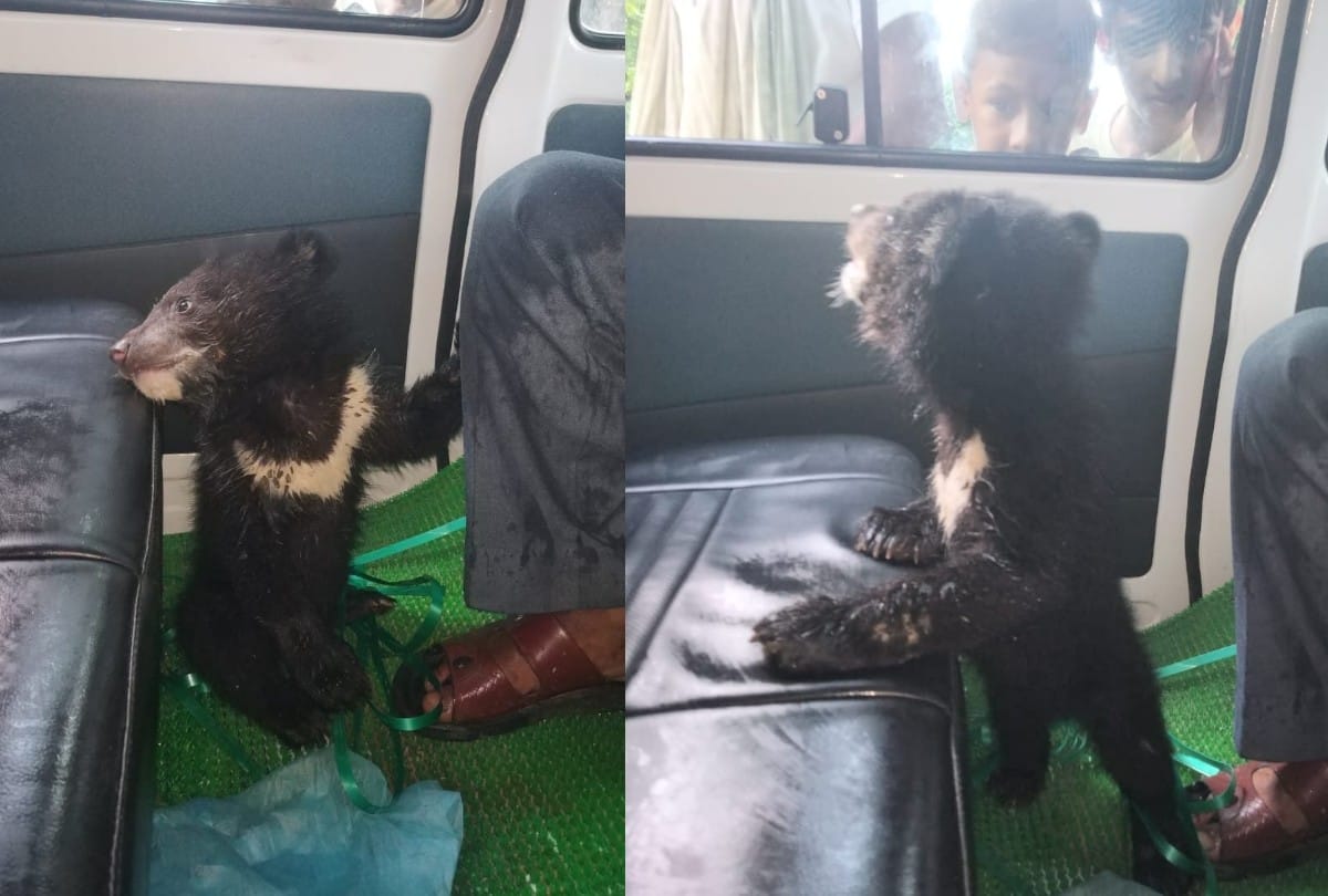 Family rescue Bear baby from forest fire in Chamba Himachal Pradesh