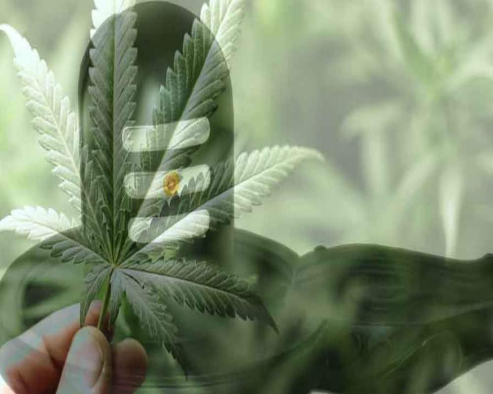 rahu ketu and shiv mandir kerala