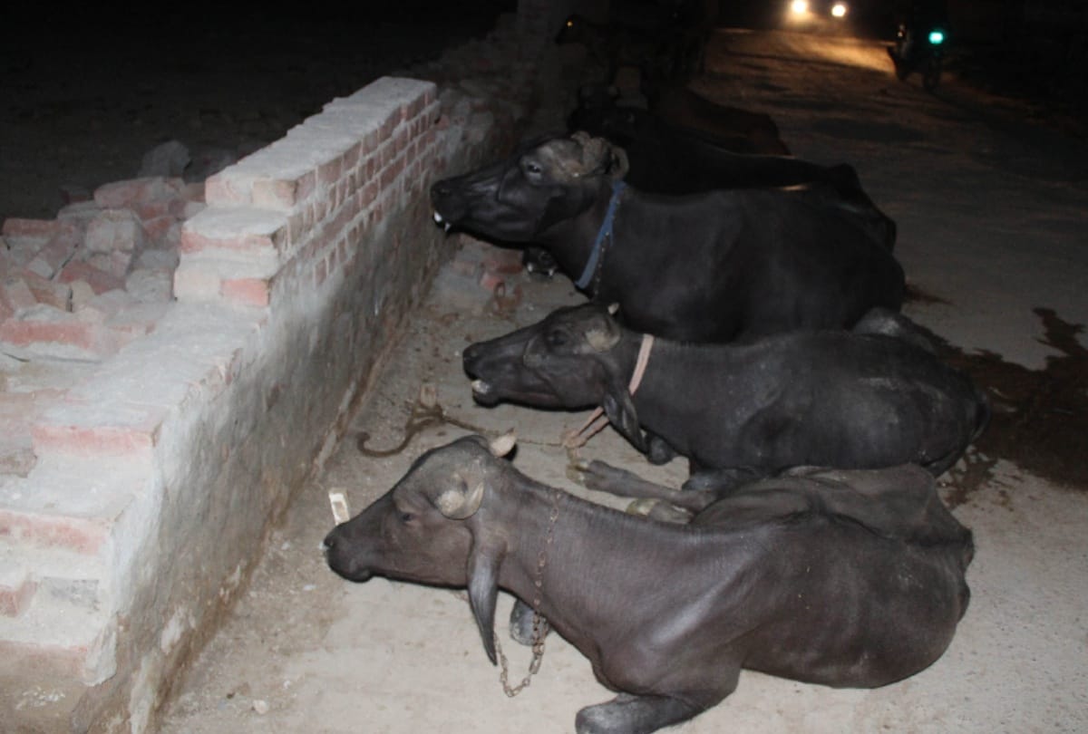 shahberi building collapse, know all about this case