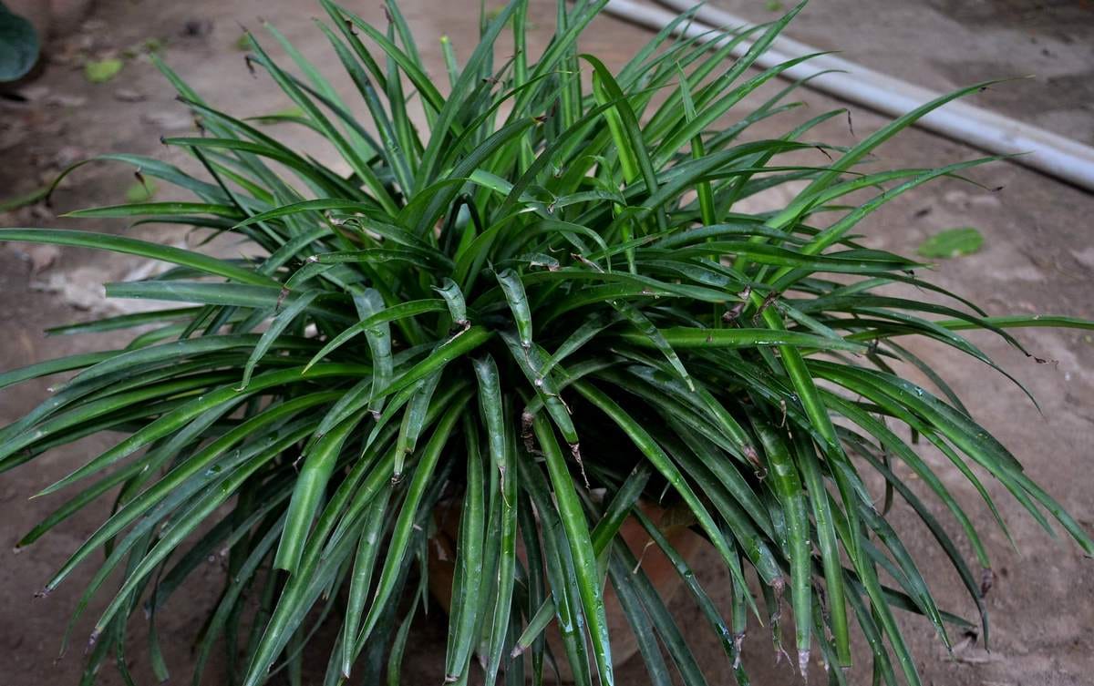 These plant are planting in house for get rid of mosquitoes