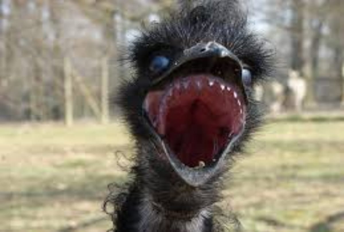 Emu Have Wings But Can not Fly 