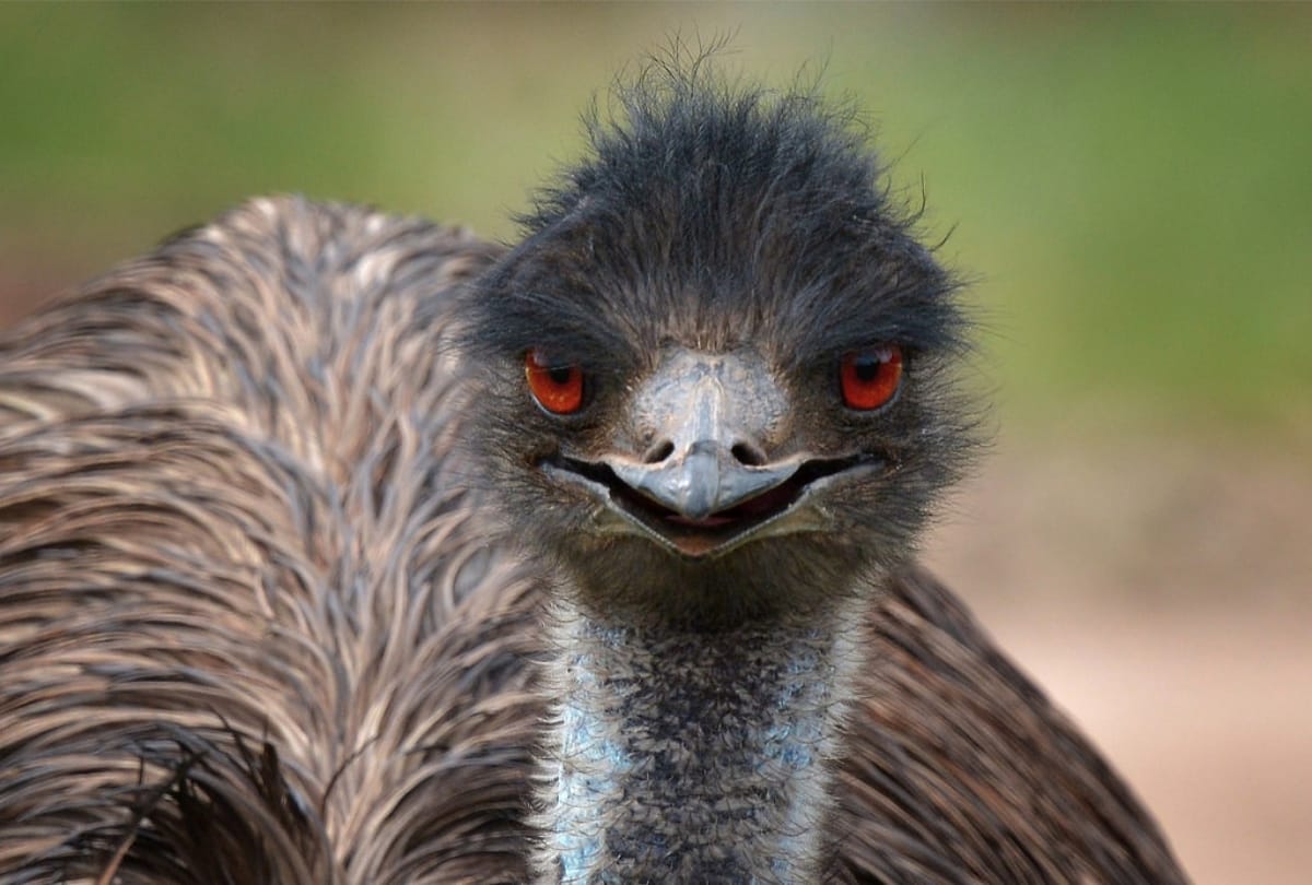 Emu Have Wings But Can not Fly 