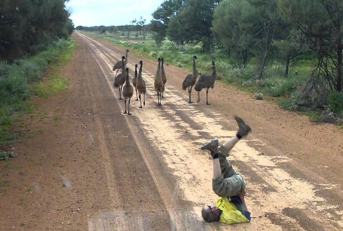 Emu Have Wings But Can not Fly 