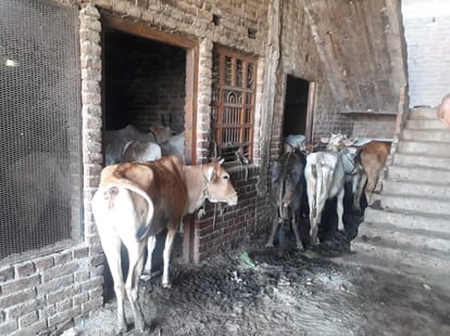 Five kuntal Restricted Meat seized from jaunpur  