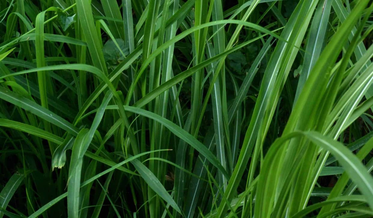 advantages of lemon grass in hindi