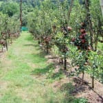 Himachal Pradesh Horticulture Development Project by World Bank