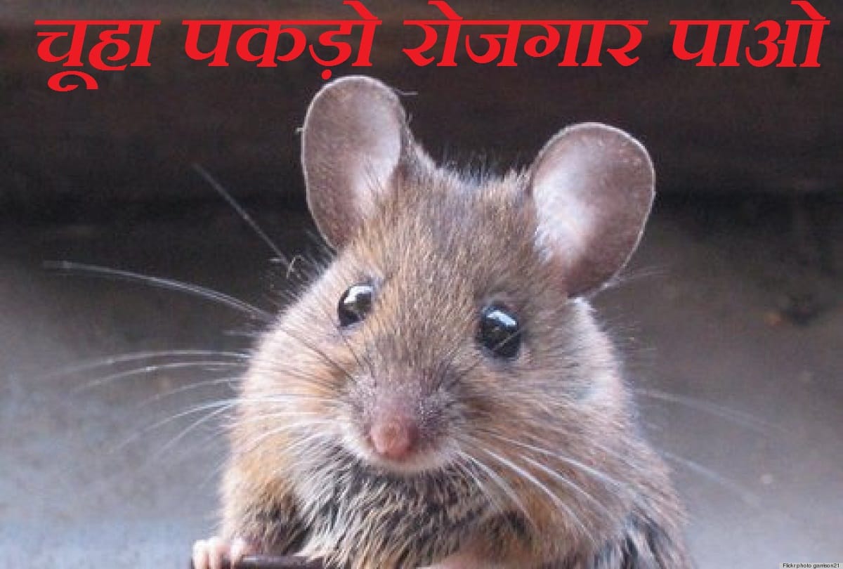 Mumbai: BMC's job of catching a rat for unemployed