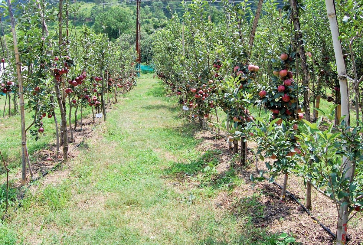 Pest attack on apple plants in winter season in Kullu in Himachal Pradesh