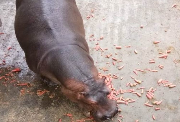 male hippo badal died in lucknow zoo