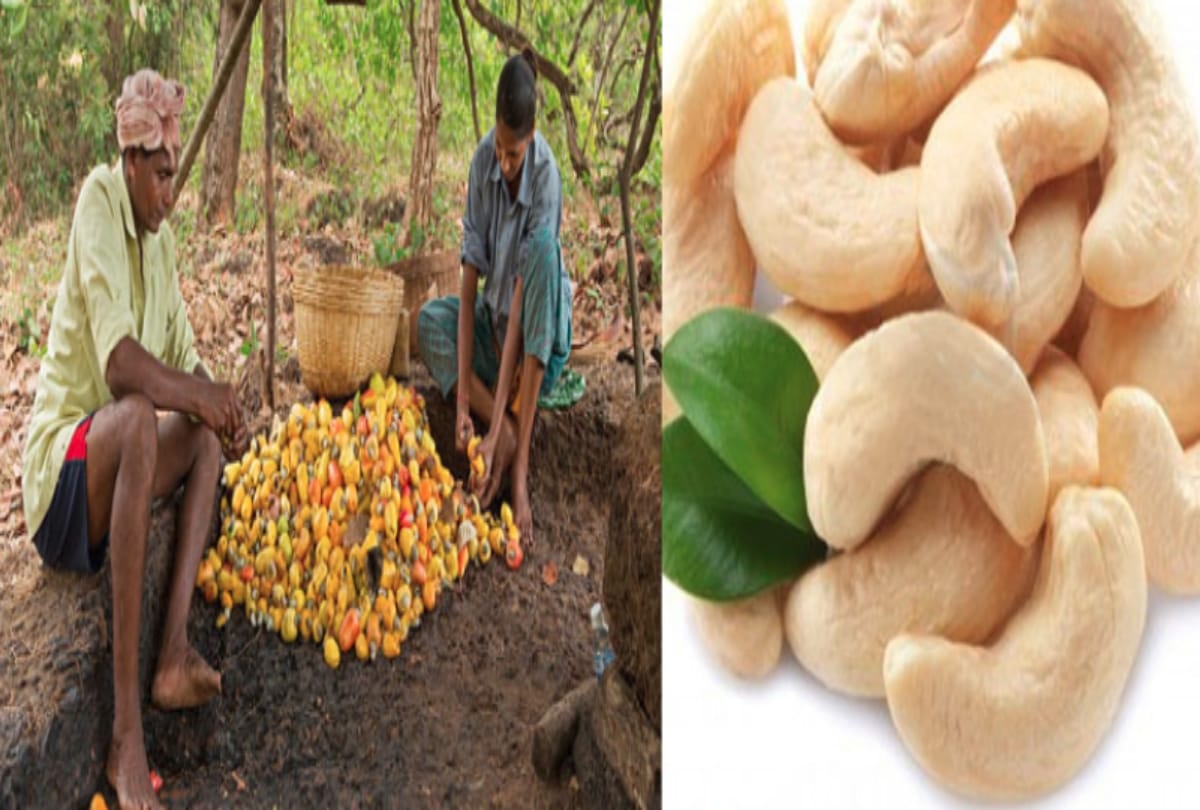 A City of India where cashew nut is selling on potato onion rate