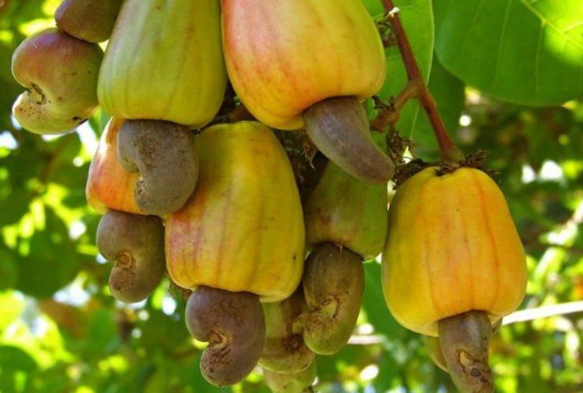 A City of India where cashew nut is selling on potato onion rate