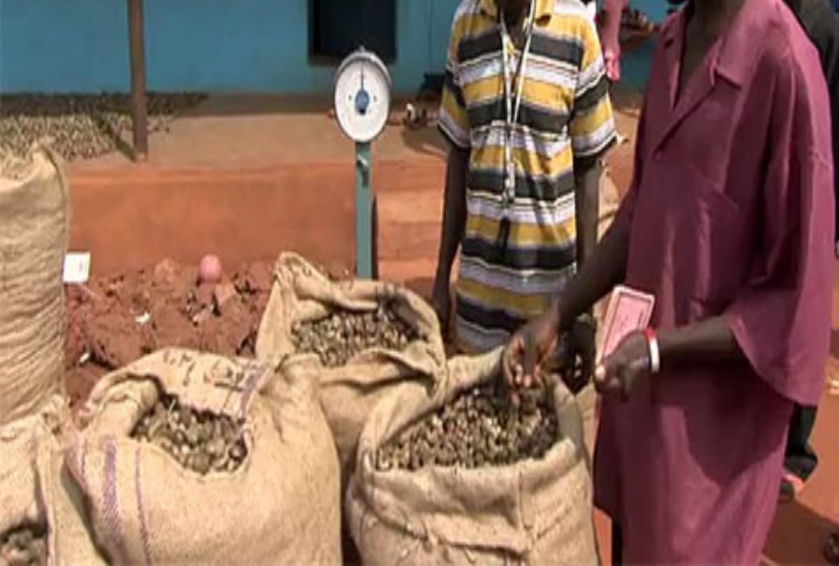 A City of India where cashew nut is selling on potato onion rate
