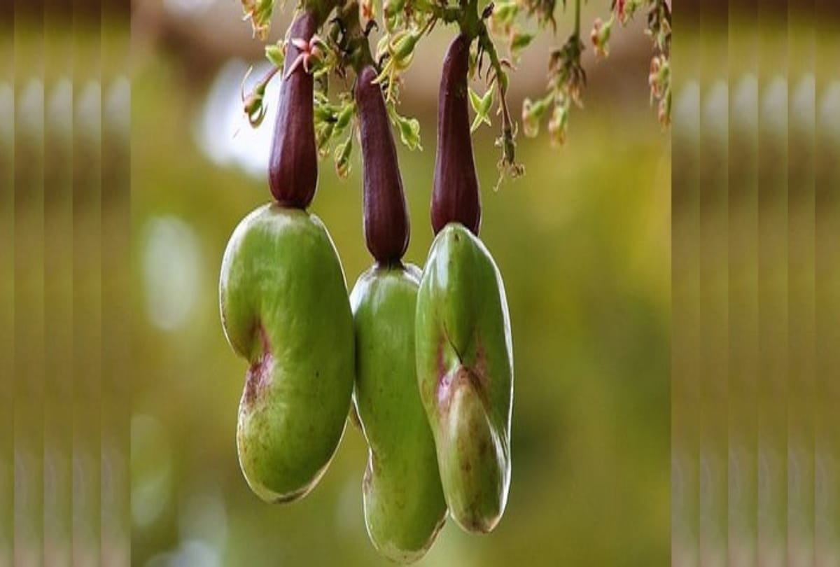 A City of India where cashew nut is selling on potato onion rate