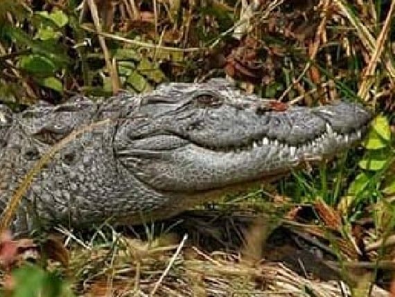 मछली पालकों के लिए मुसीबत बने मगरमच्छ