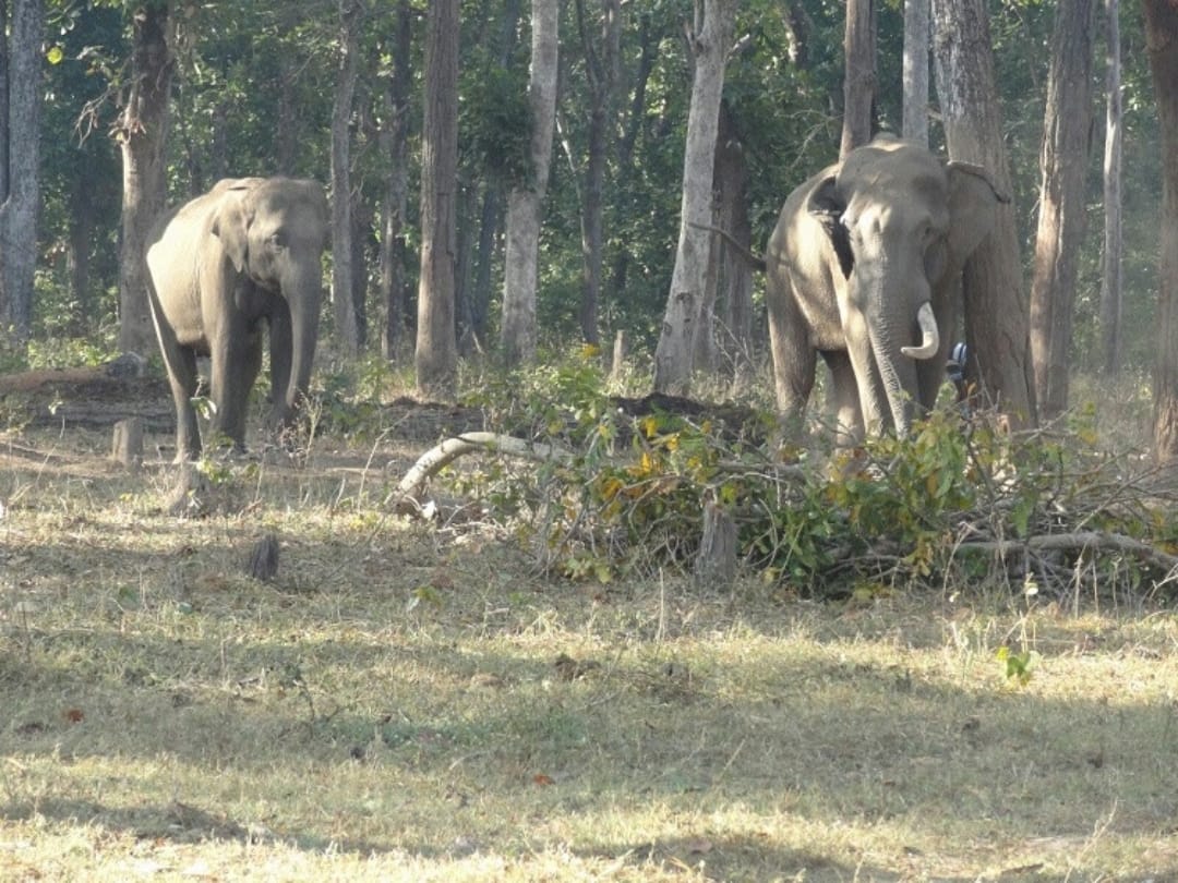Chhattisgarh: minister performed worship to propitiate elephants