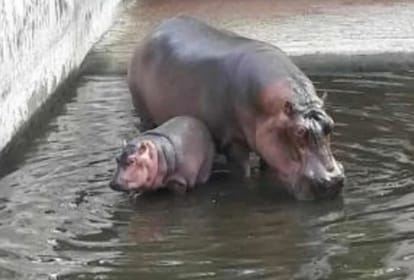 male hippo badal died in lucknow zoo