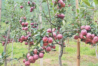 Nauni university farming of Italy apple jeromine