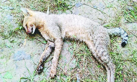 महिला पर झपटी लेपर्ड  कैट, दराती से किया ढेर