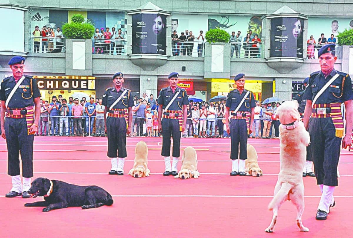 dog show organised by indian army in delhi