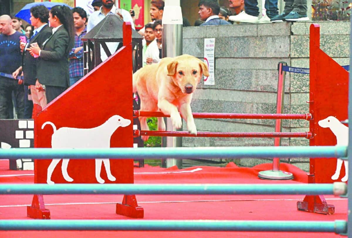 dog show organised by indian army in delhi