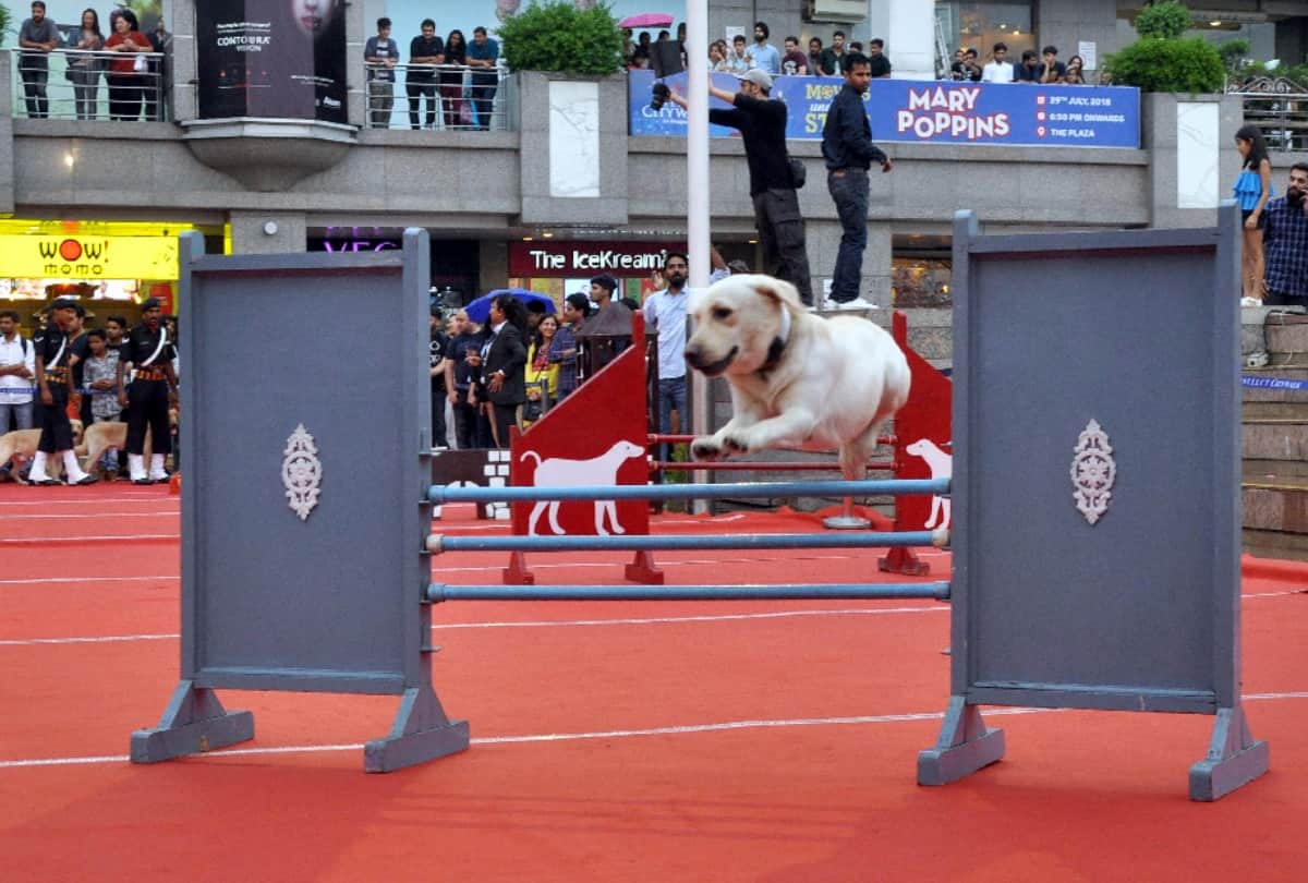 dog show organised by indian army in delhi