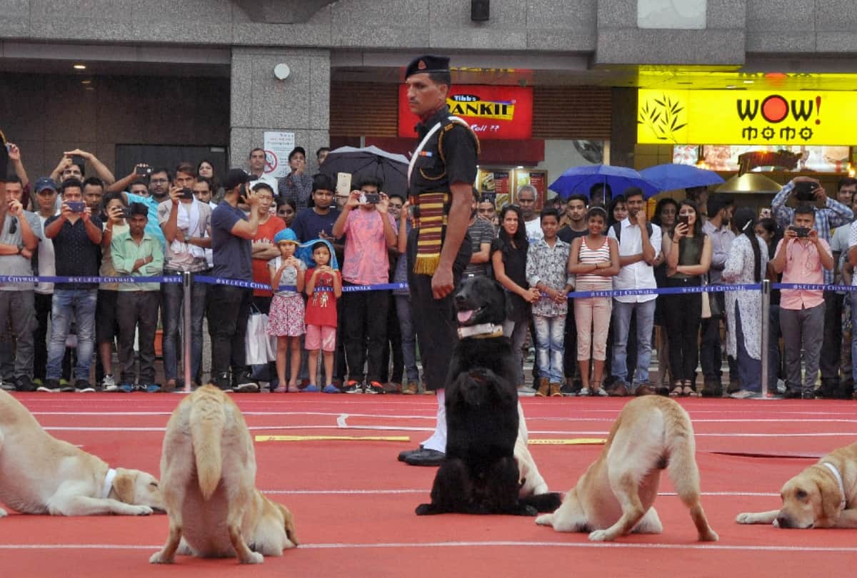 dog show organised by indian army in delhi