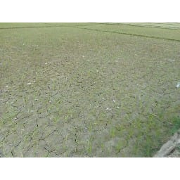 farmers's worried due to drying crops