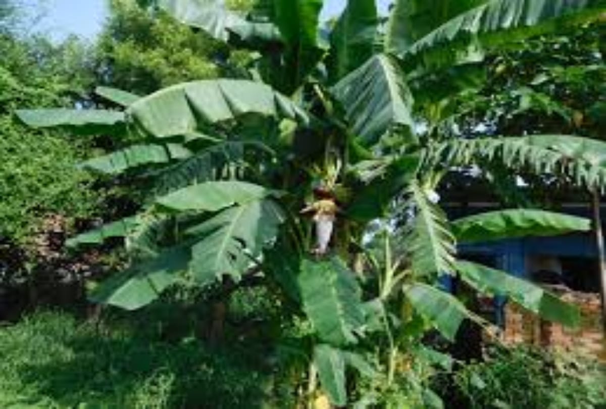 Ethylene gas use to prepare banana in just seventy hours