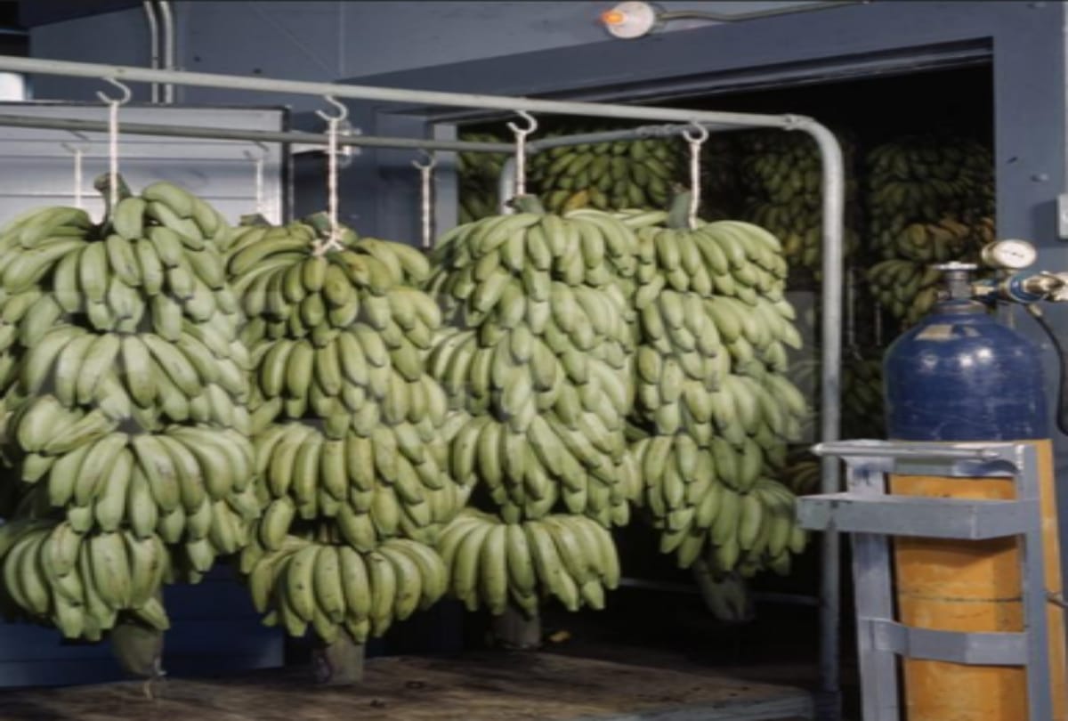 Ethylene gas use to prepare banana in just seventy hours