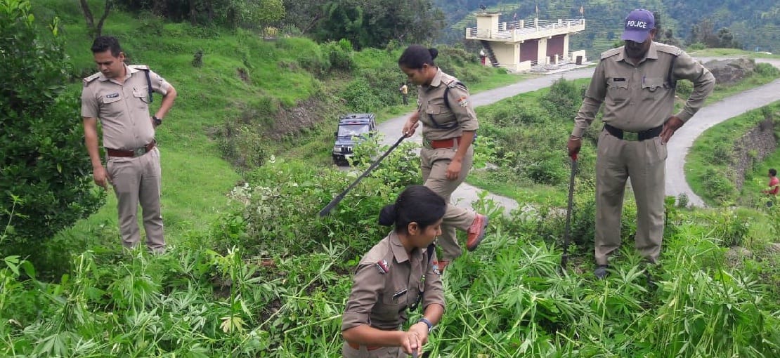 police destroyed drug farms in dainsoly